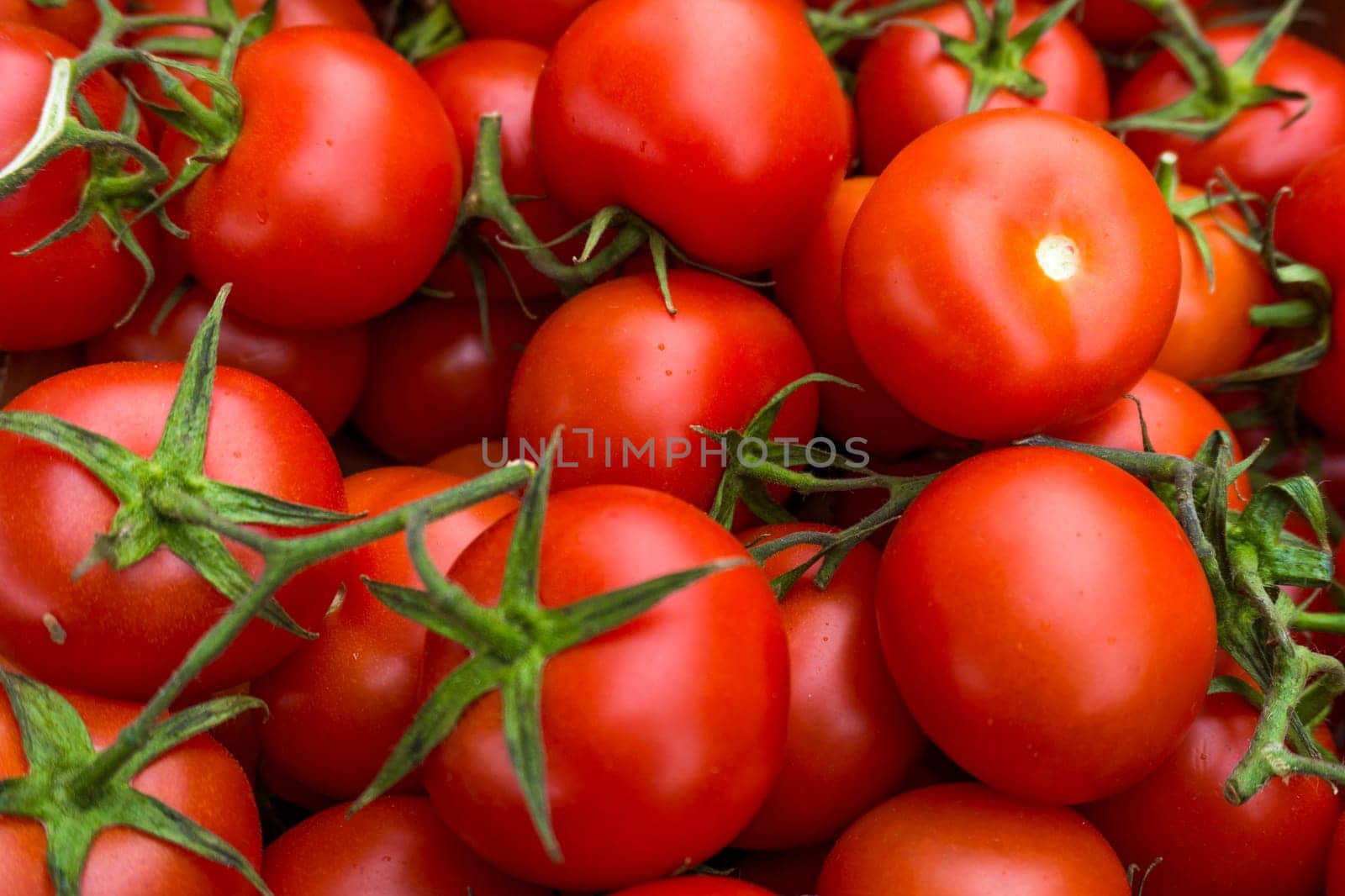 red tomatoes background. Group of tomatoes