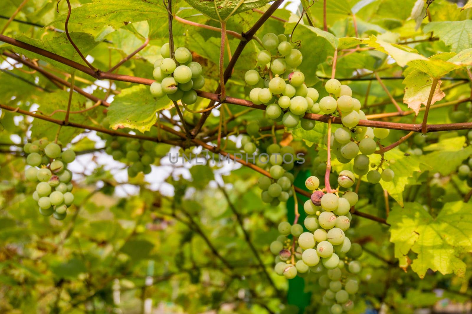 Ripe Bunche of White Wine Grapes.  Grape. Grape harvest. Grape pattern. Grape background. Green grape. White grapes