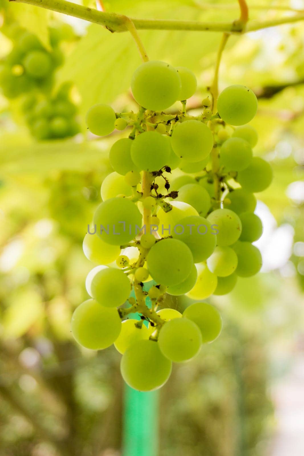 Ripe Bunche of White Wine Grapes.  Grape. Grape harvest. Grape pattern. Grape background. Green grape. White grapes