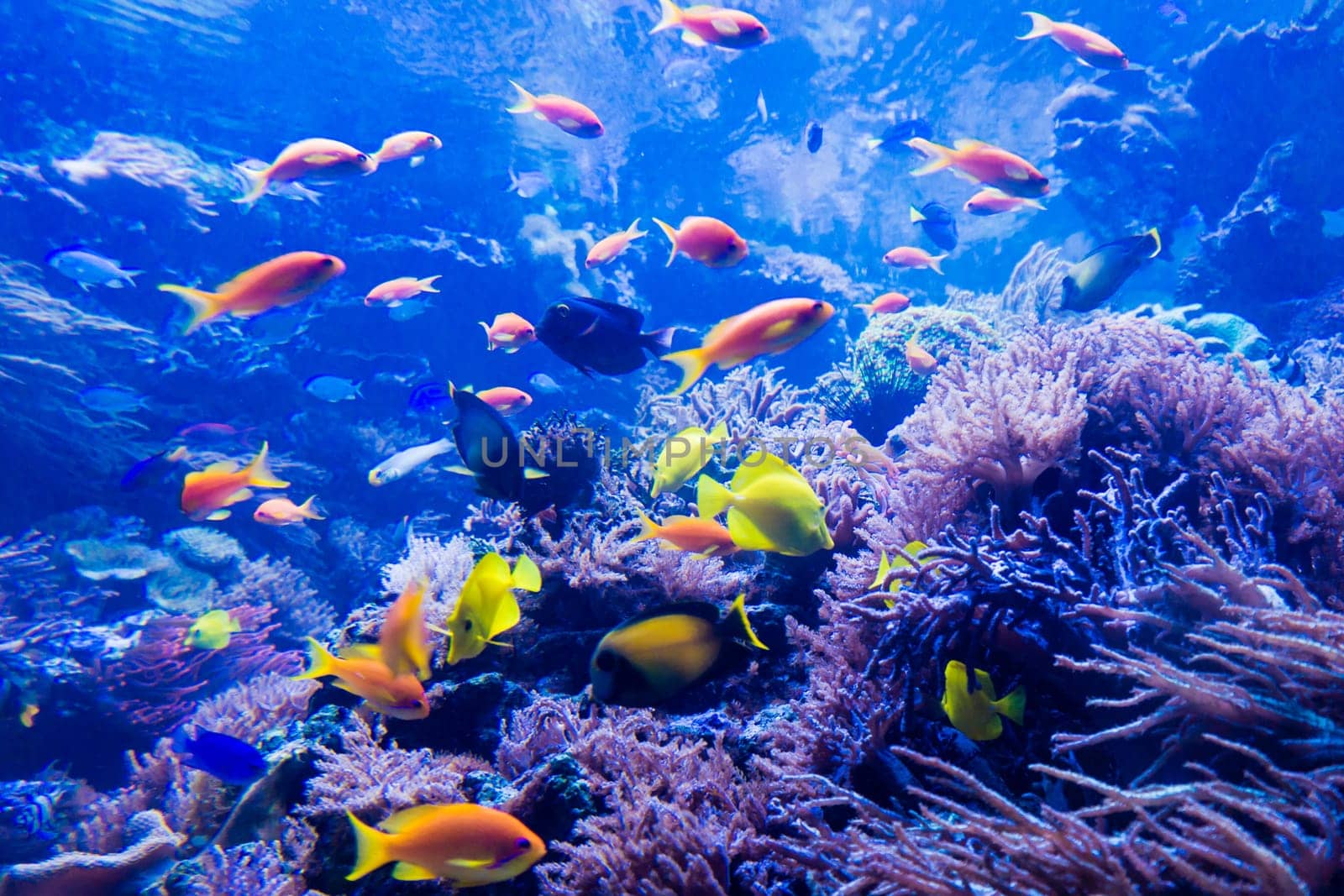 beautiful underwater world