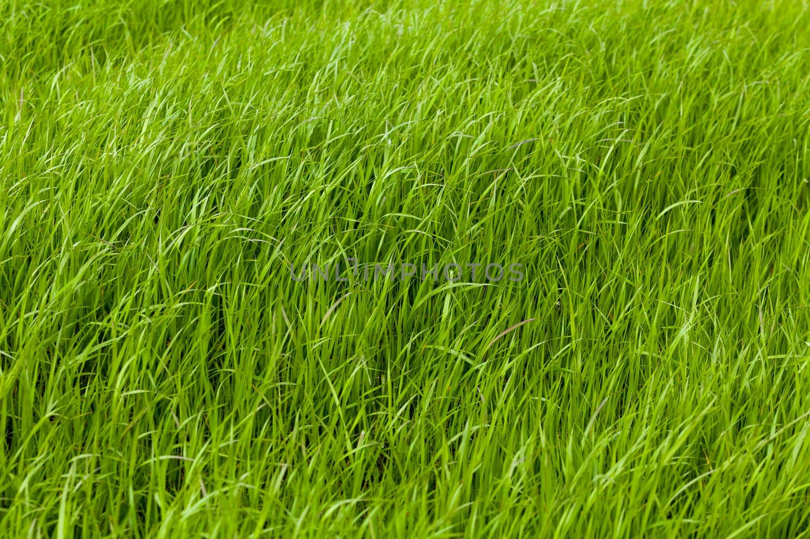 Background of a green grass. Green grass texture