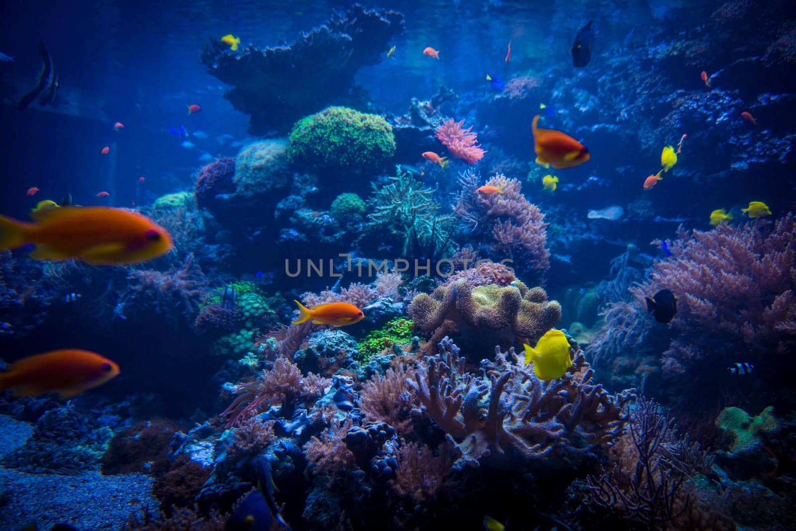 tropical fishes meet in blue coral reef sea water aquarium. Underwater paradise. beautiful underwater world