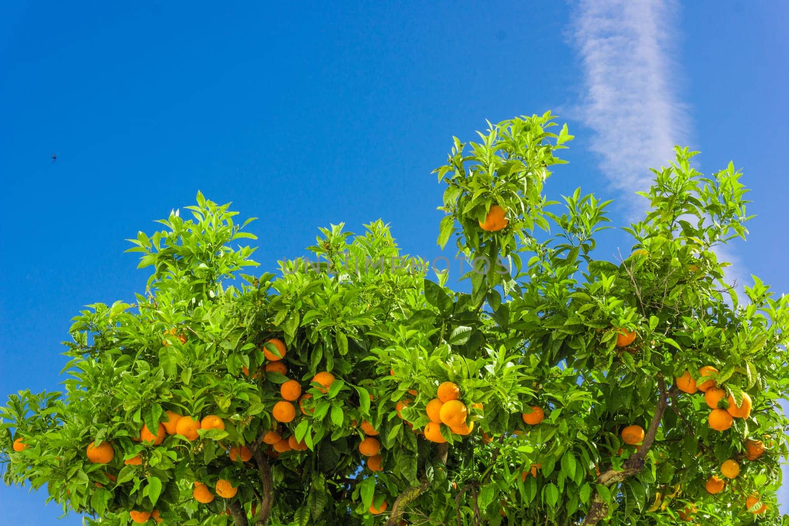 Orange tree. oranges hanging on branch, orange orchard