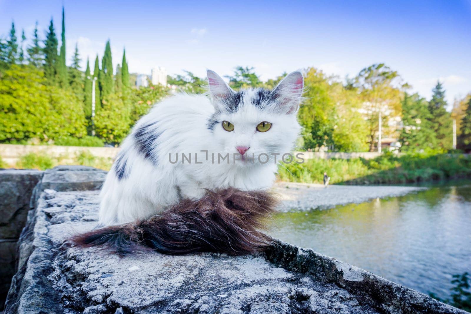 Street cat.   white homeless cat outdoors sitting alone
