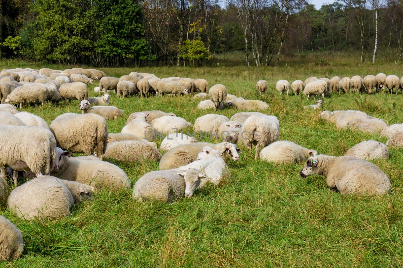 Flock of sheep grazing.  sheep in meadow.