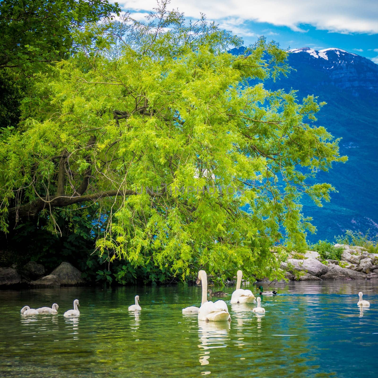 Mute Swan. Beautiful young swans in lake