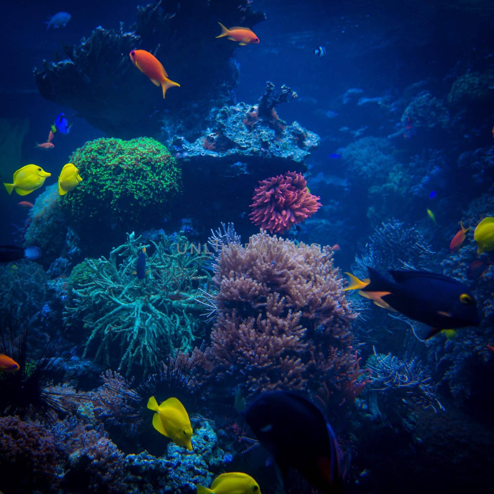 tropical fishes meet in blue coral reef sea water aquarium. Underwater paradise. beautiful underwater world