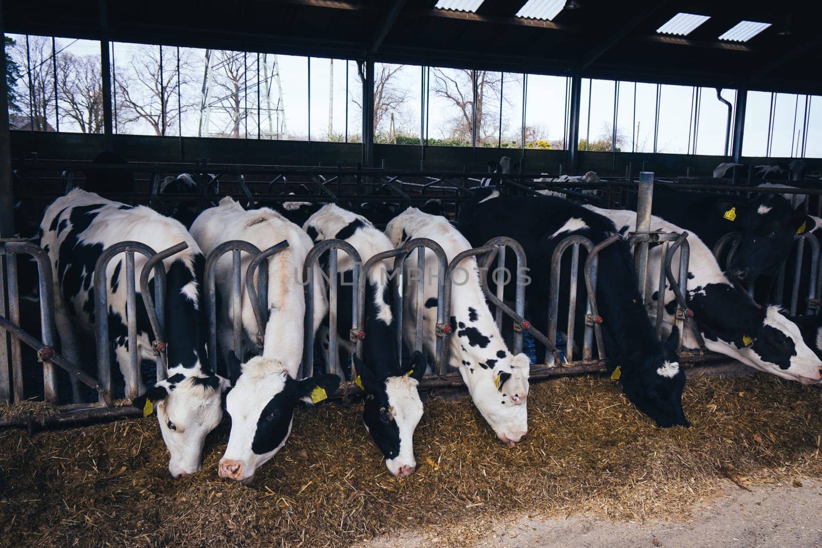cows in a farm.  Dairy cows .