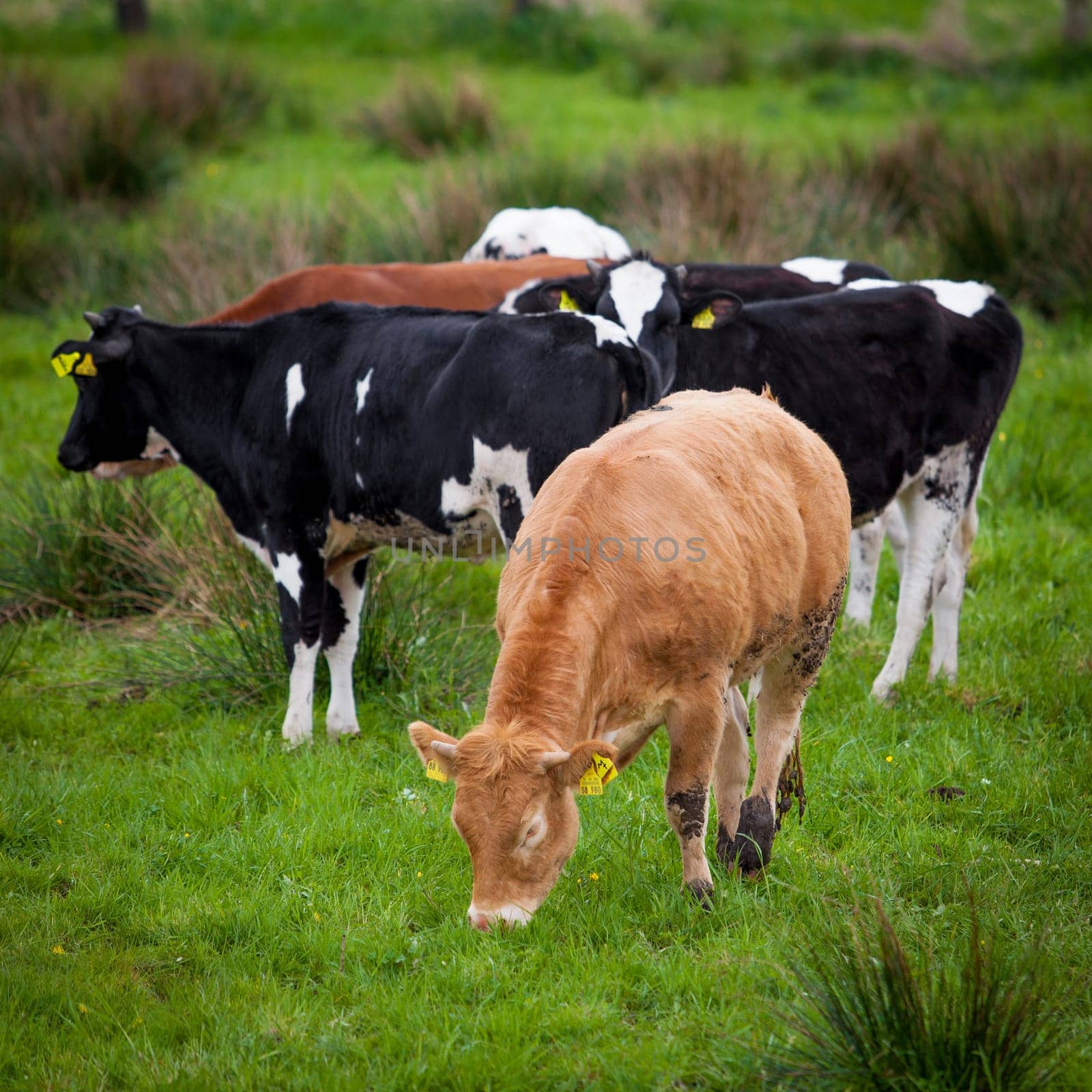 Herd of cows. Cows on a green field. Cows on the field