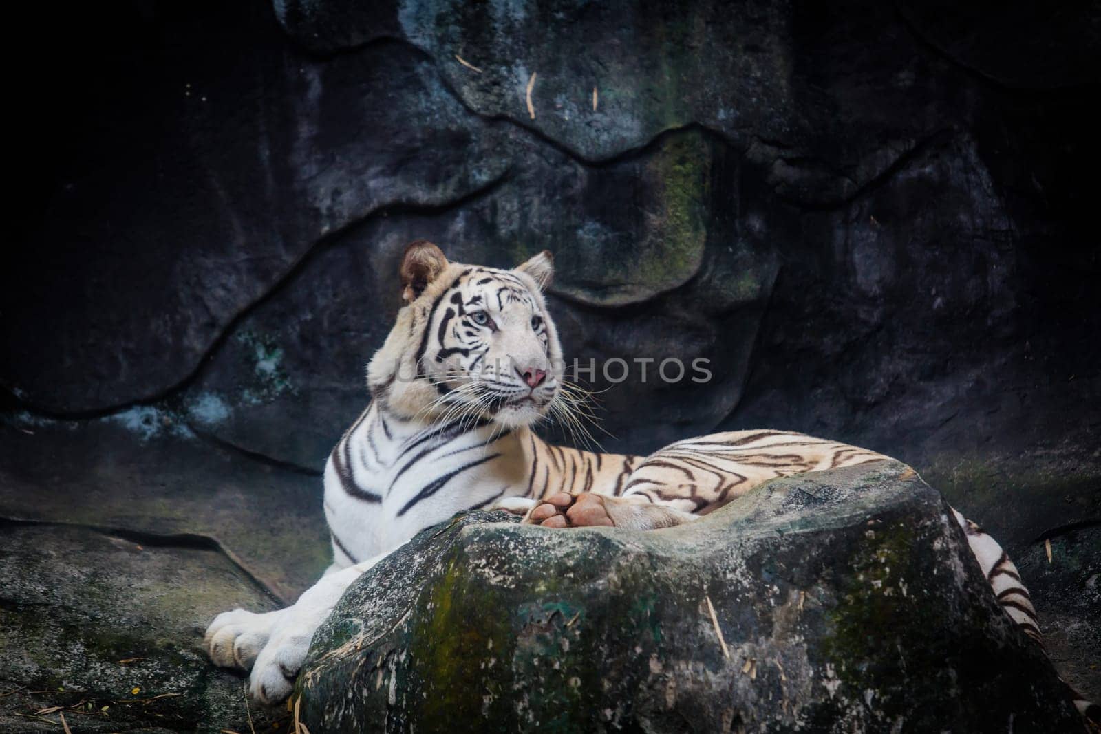 White tiger. Tiger On a Rock