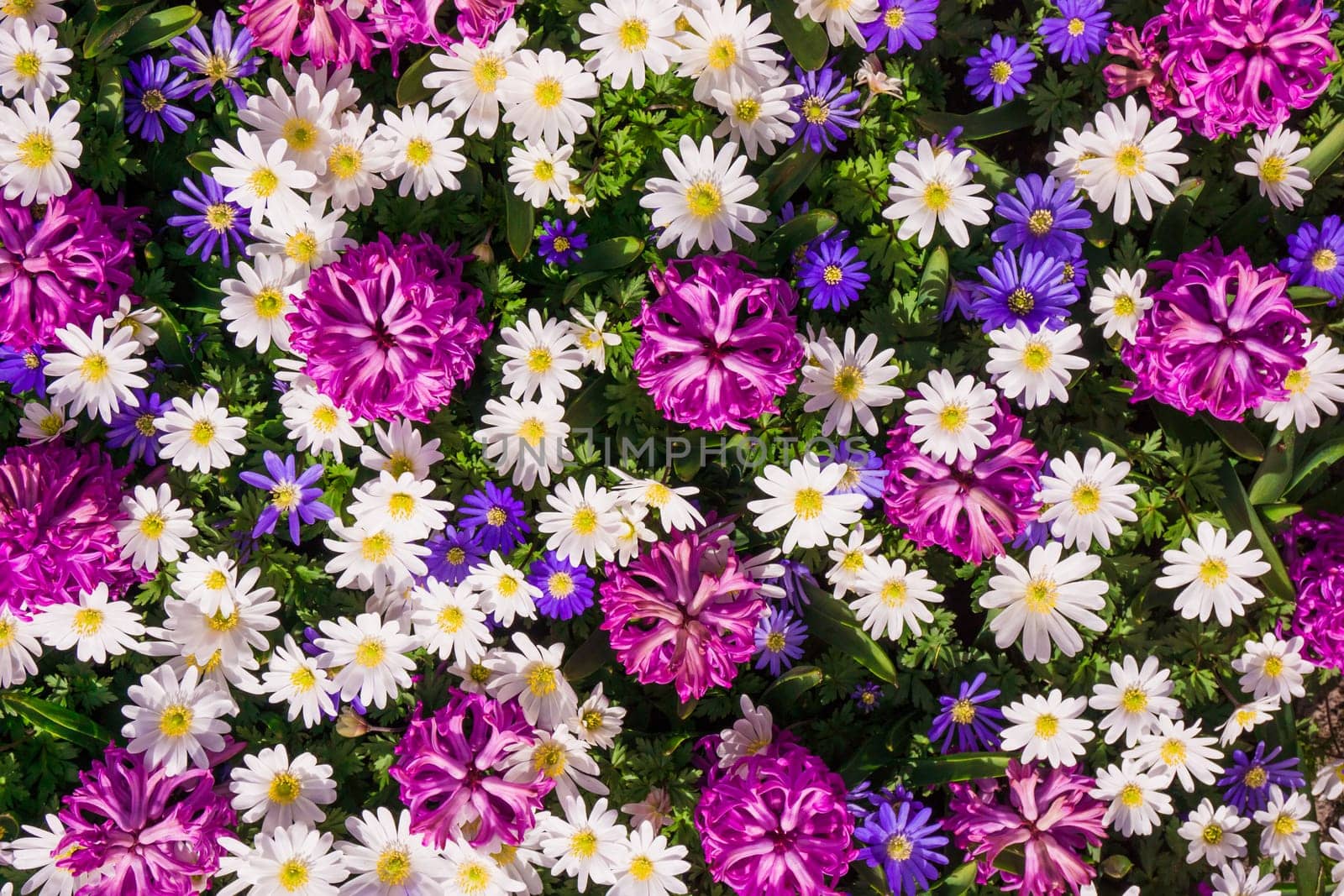 background of flowers. Beautiful flowers