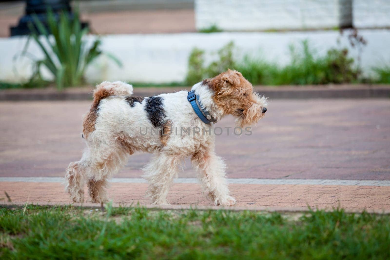 beautiful dog. Portrait young dog playing. Fox Terrier