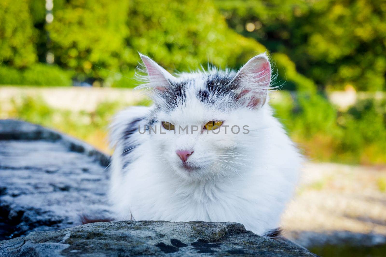Street cat.   white homeless cat outdoors sitting alone