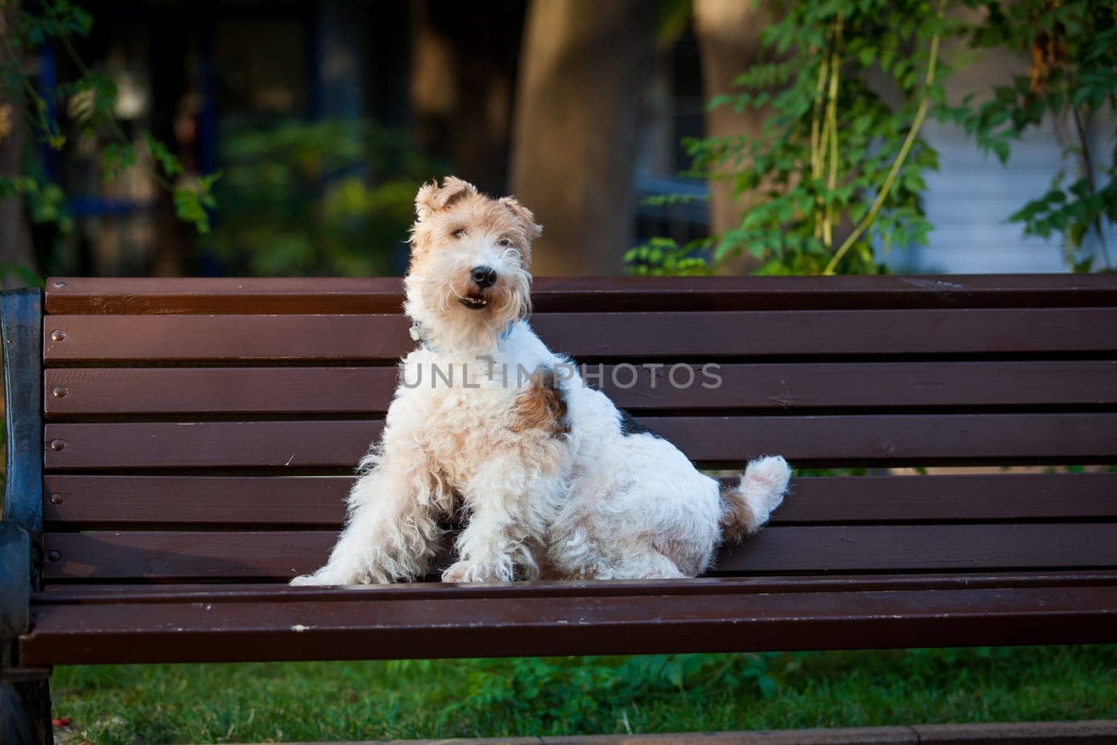 Beautiful dog. Portrait young dog playing