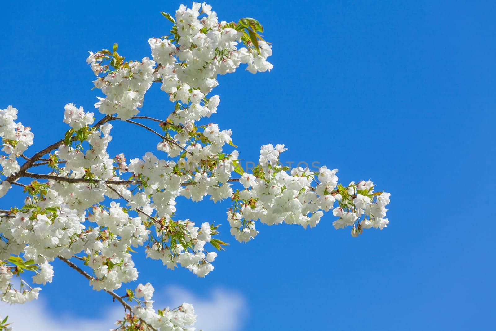 Branch blooming tree on blue sky. Spring blossom background
