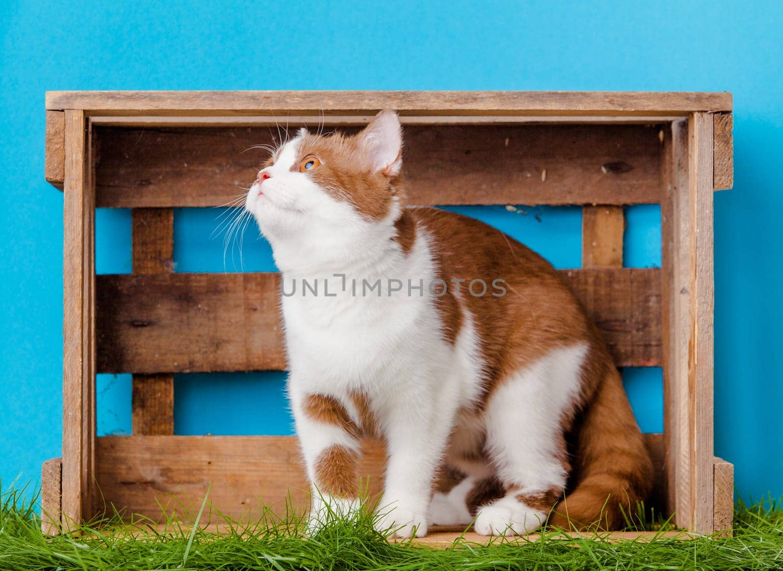 Cat. Animal portrait