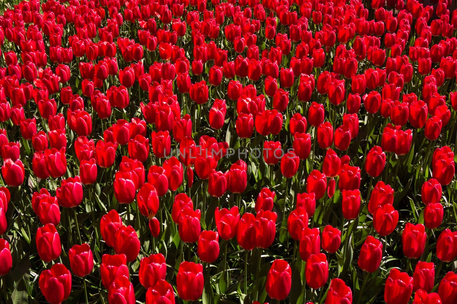 Colorful field of tulips