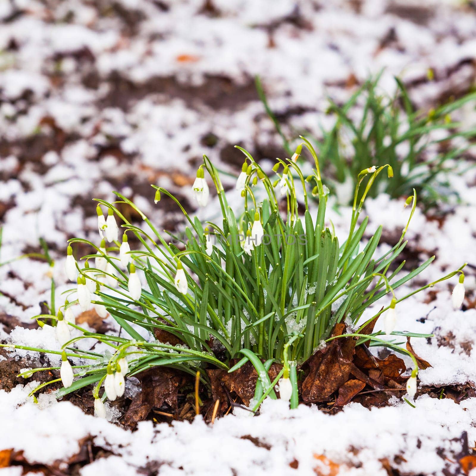 snowdrops  under the snow. flowers blooming in winter
