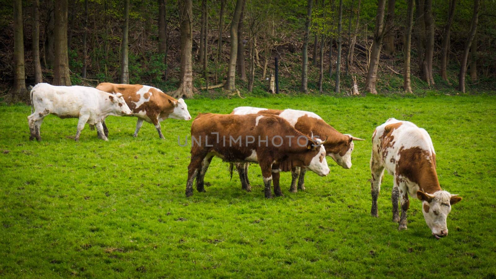 cows on meadow.  Cows grazing on a field