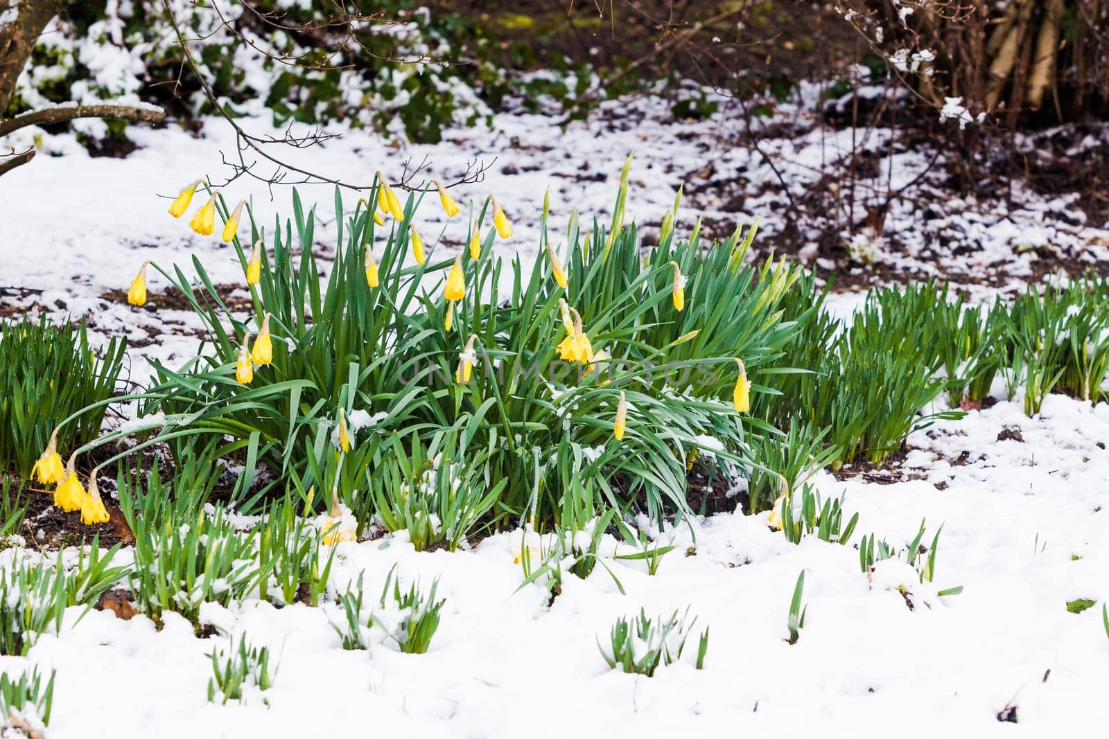 narcissus flowers in the snow