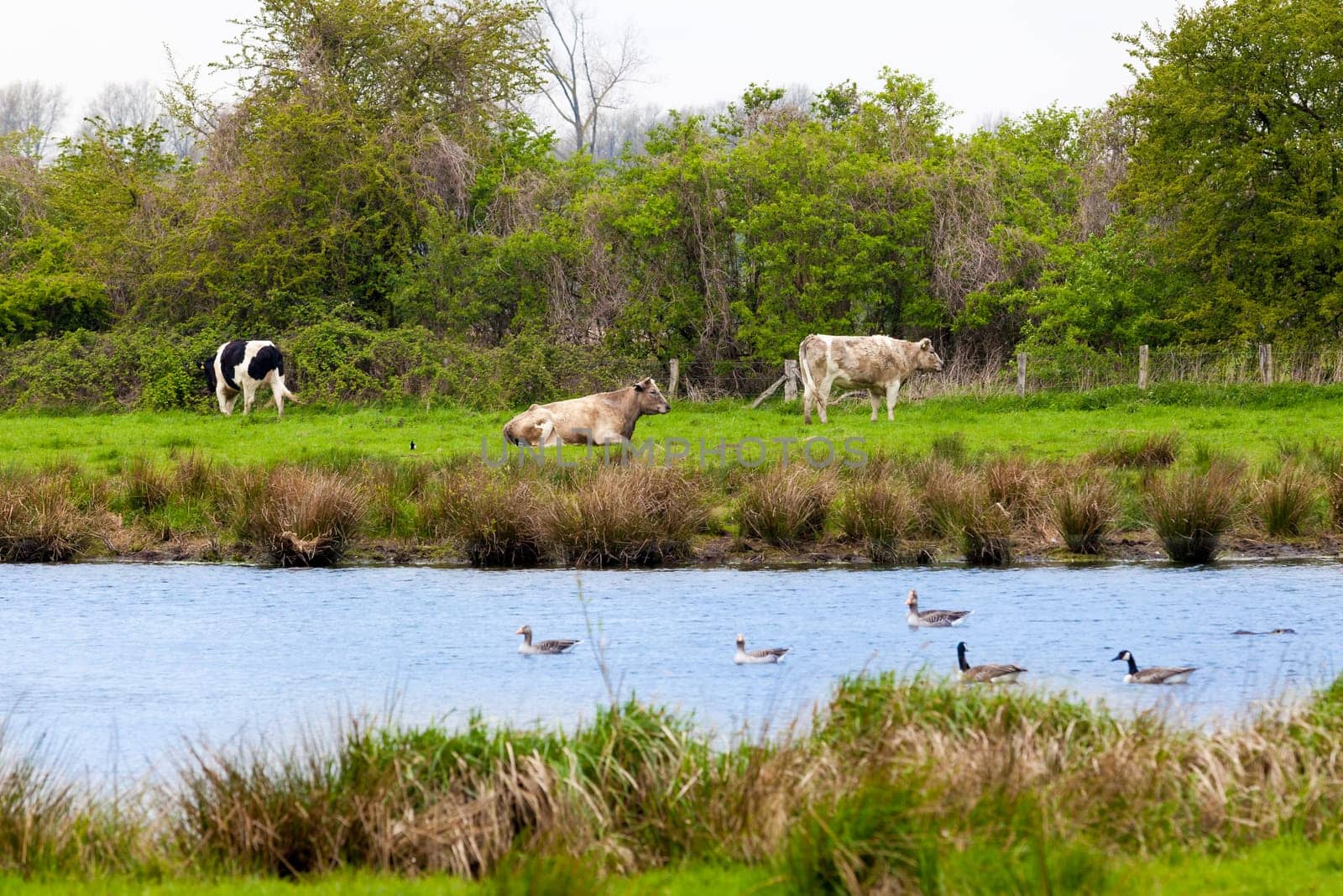 Cows.  Grazing cattle