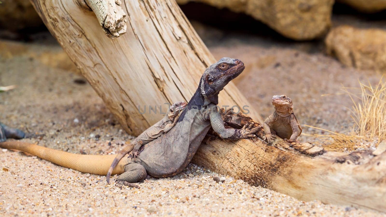 lizard
