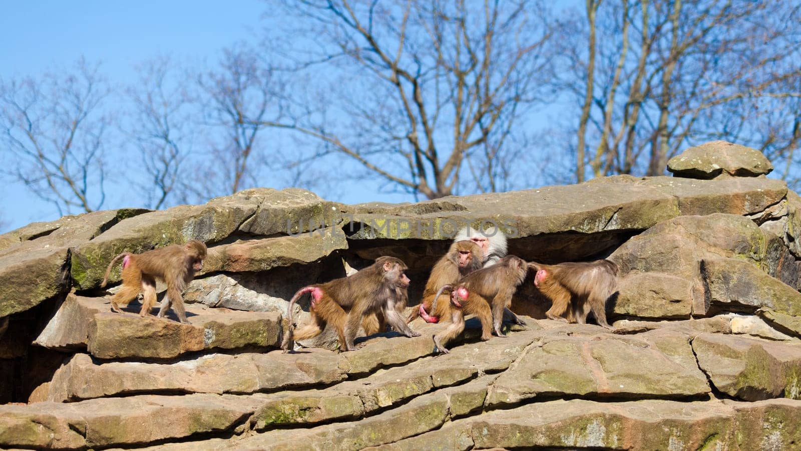 monkey family