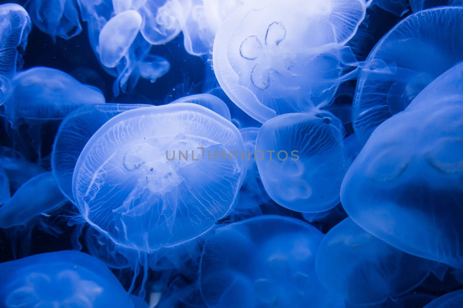 blue jellyfish