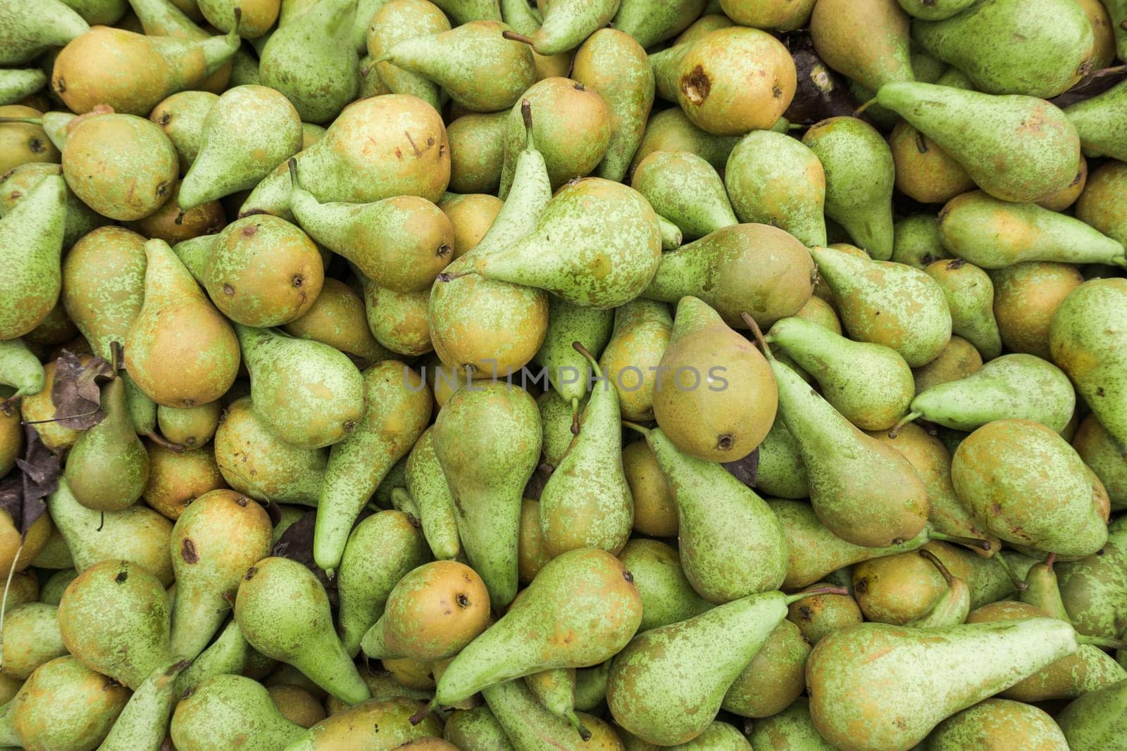 Green pears.  Fresh pears