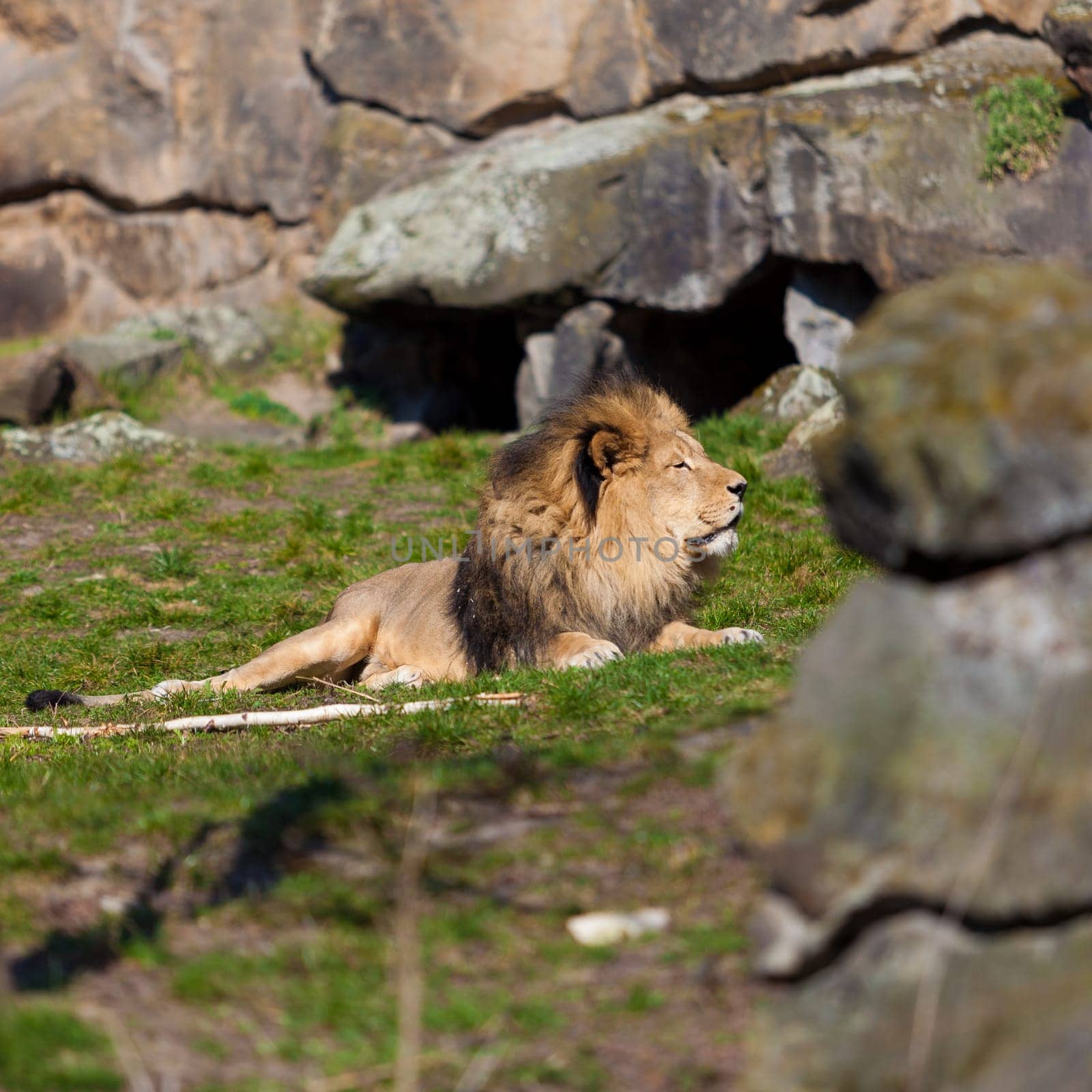 Big male lion lying on the grass