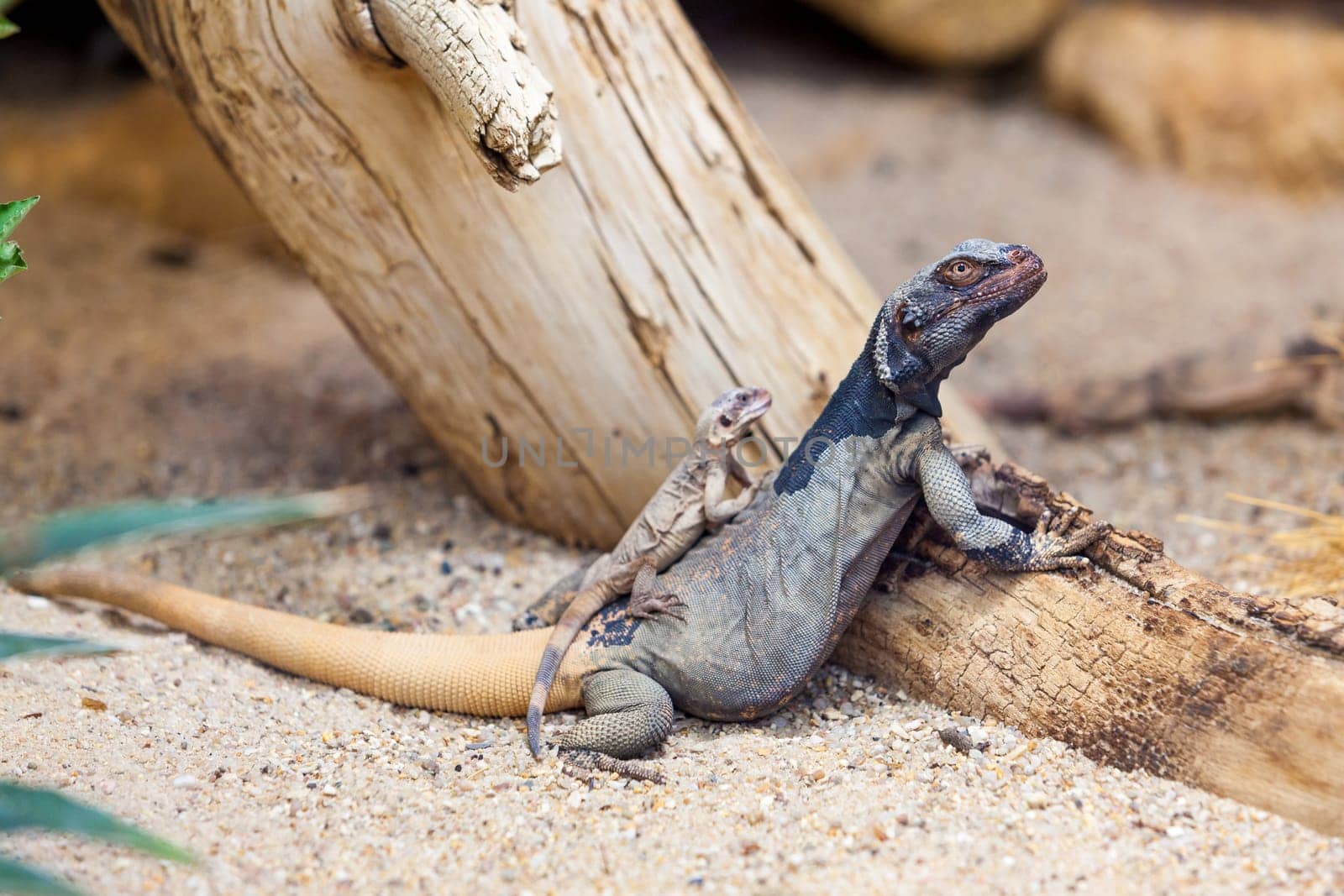Lizard family
