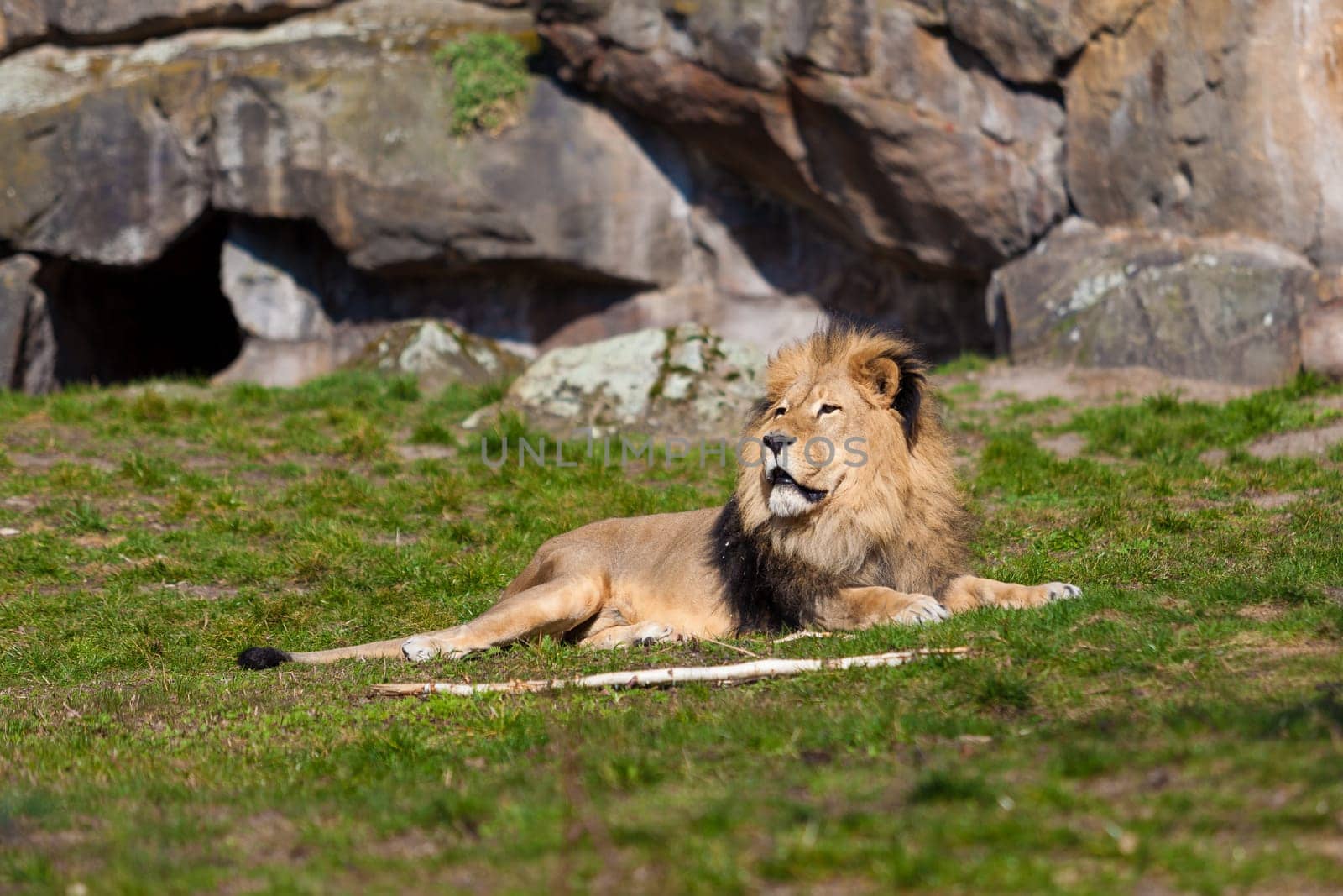 big male lion