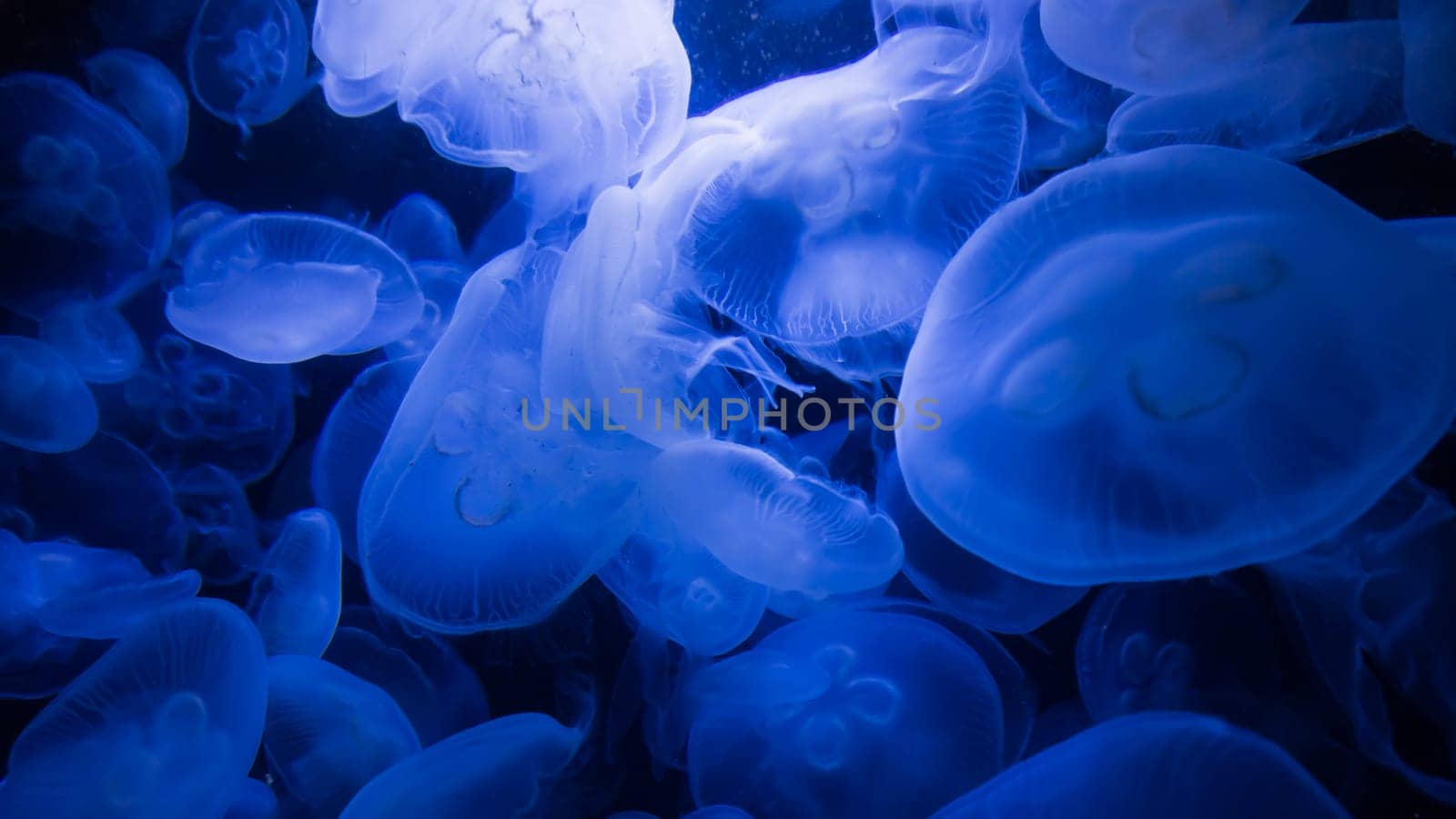 blue jellyfish