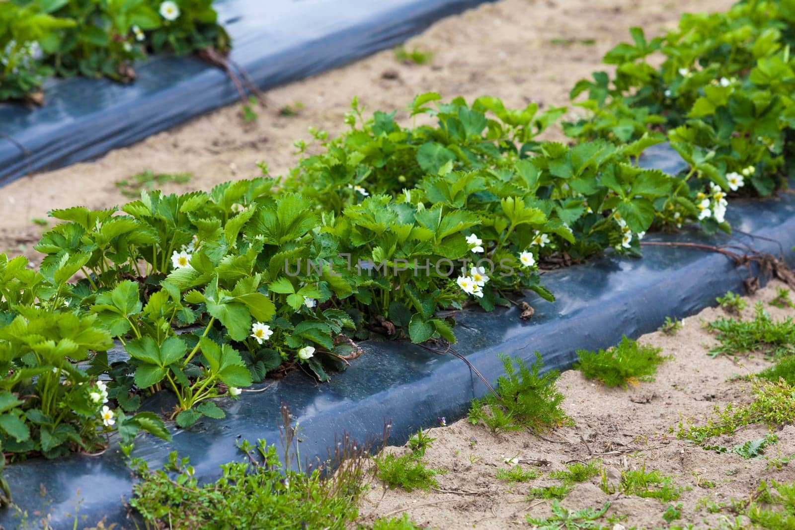 Strawberry plant