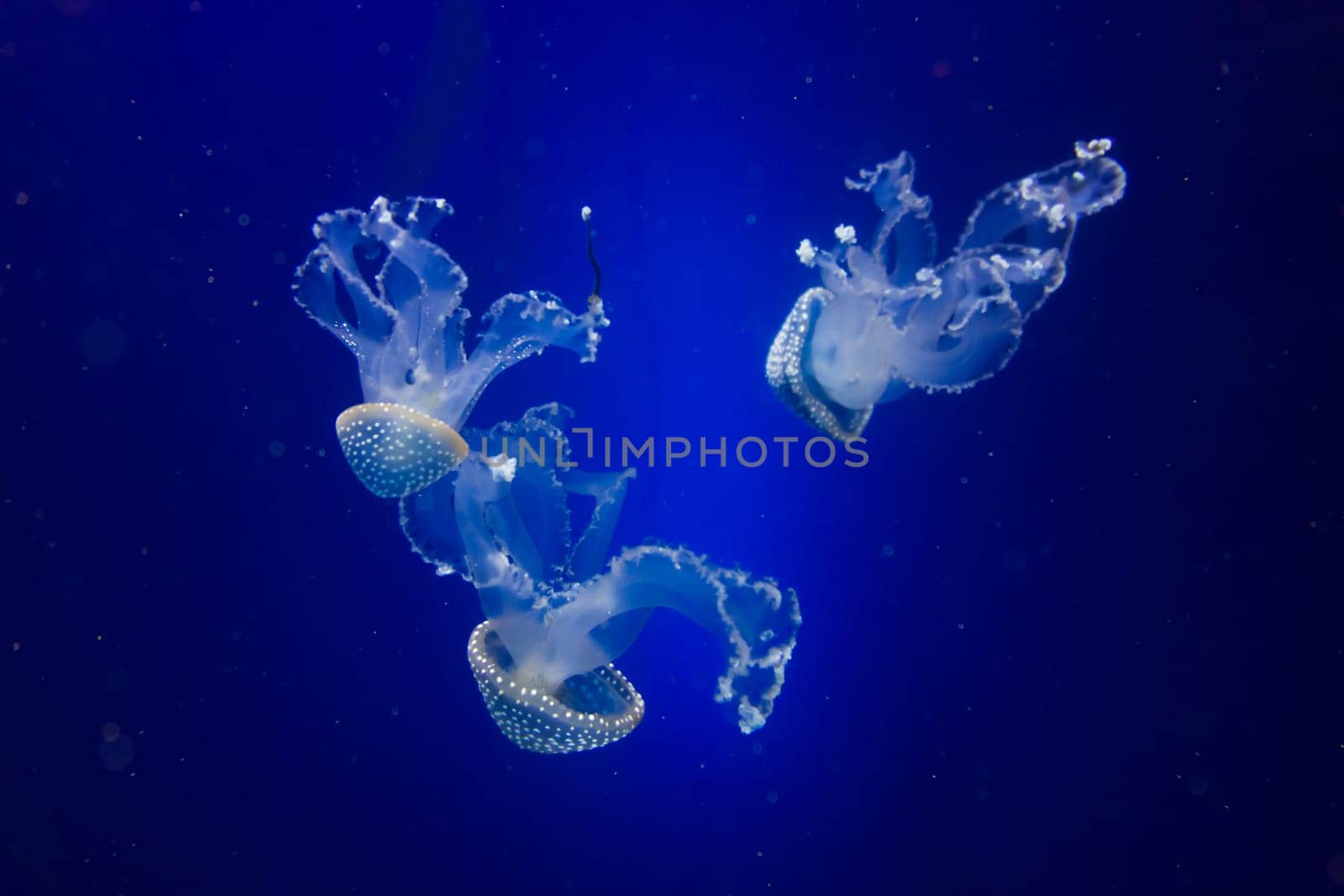 blue jellyfish