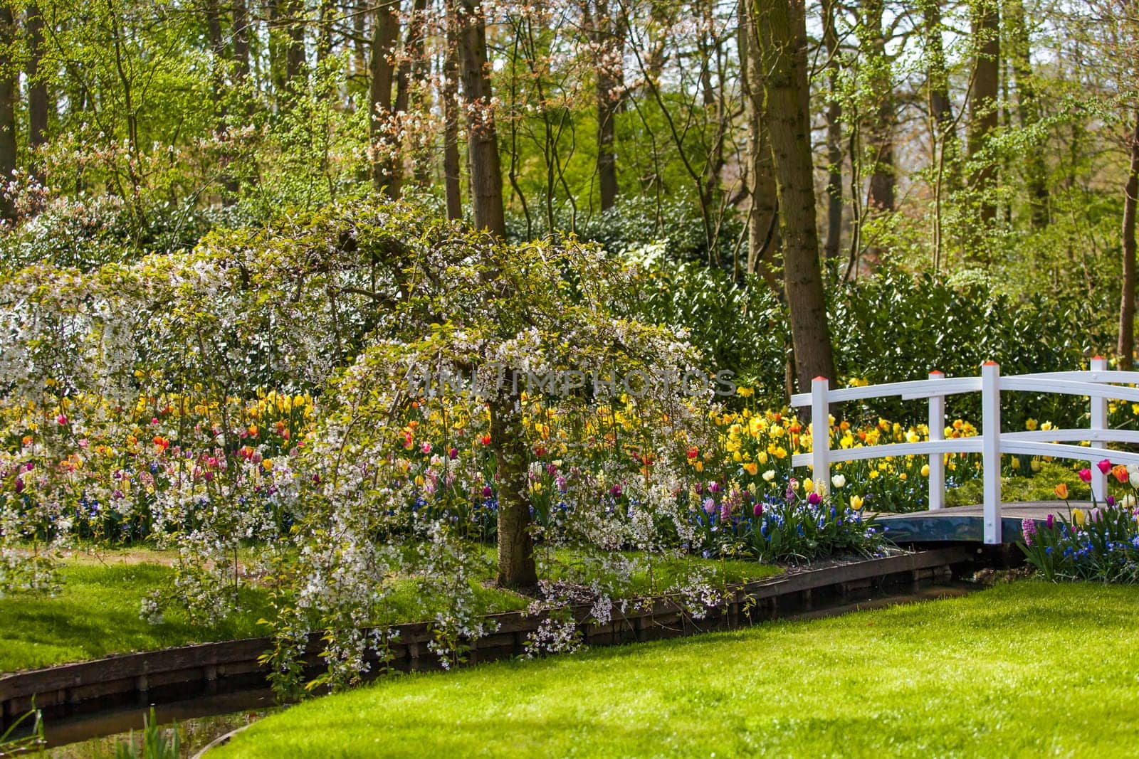 Spring background.  landscaped garden