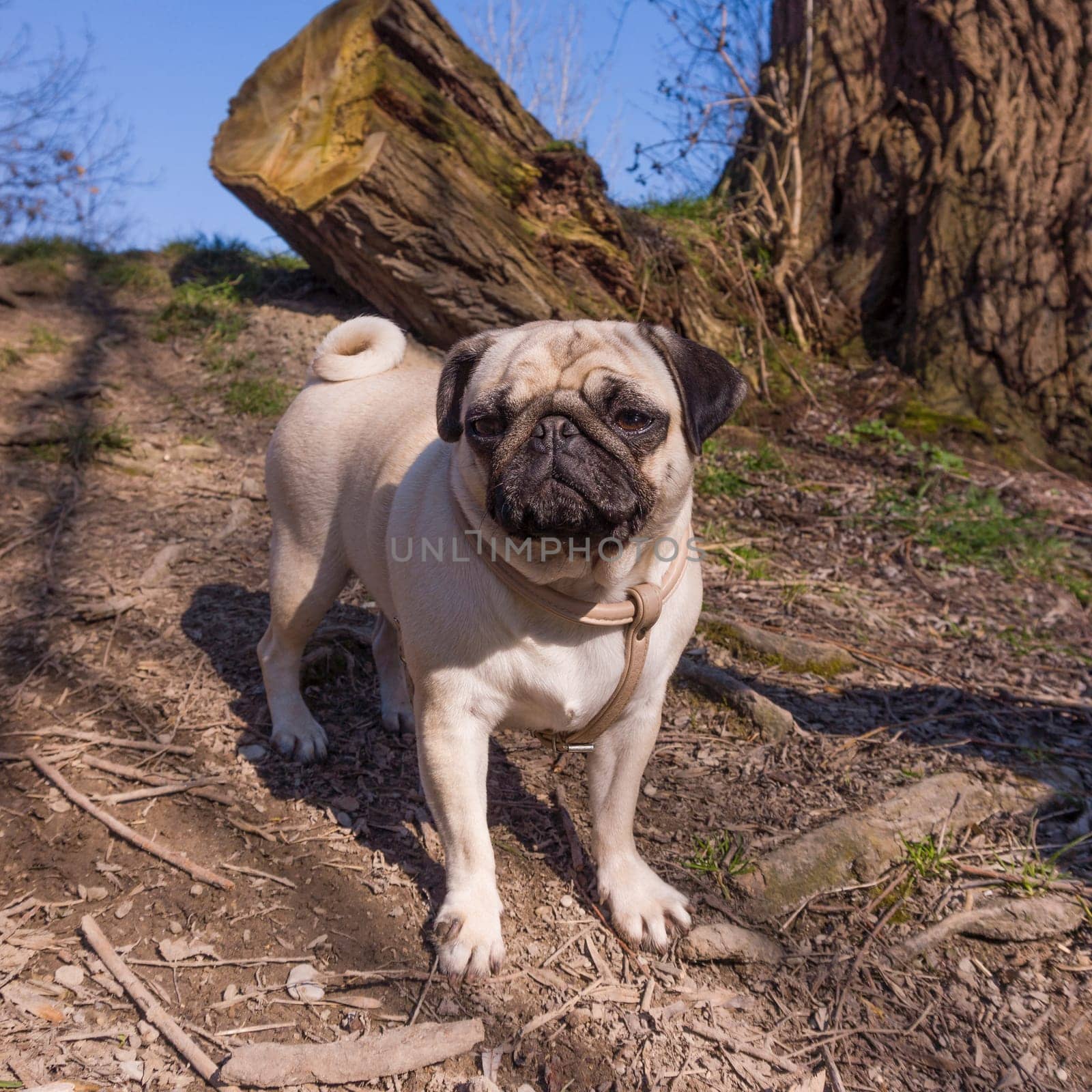 Pug dog