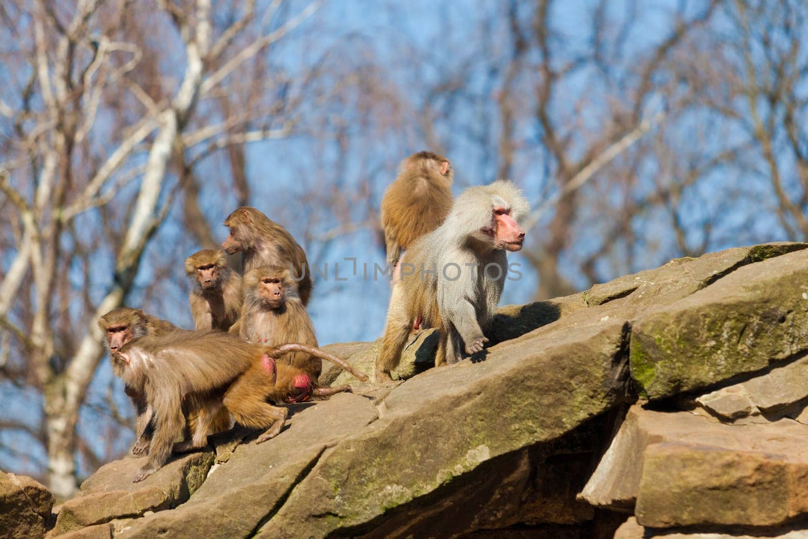 monkey family