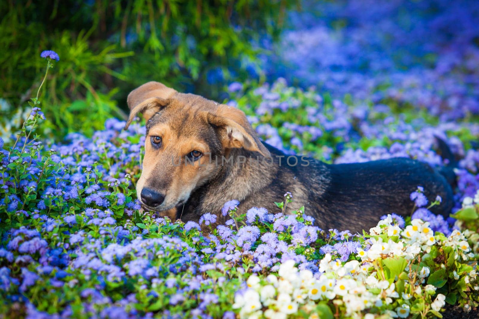 Dog in the flowers. Dog Portrait