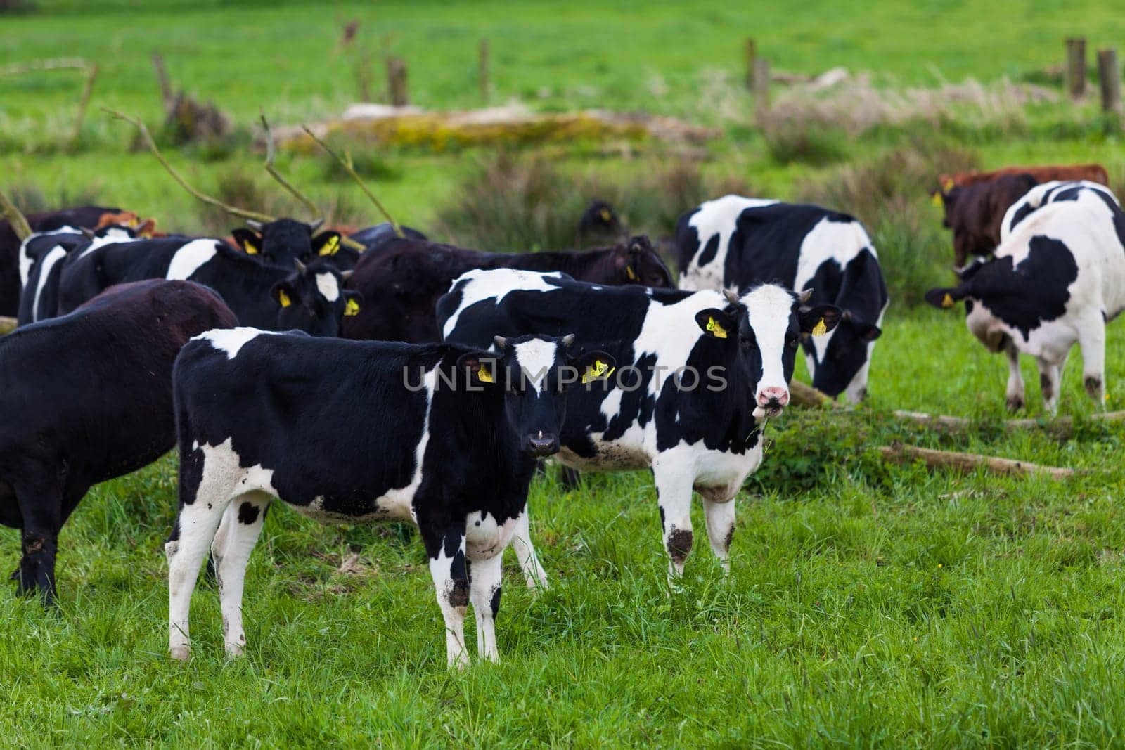 Herd of cows.  Cows on a green field.  cows on meadow