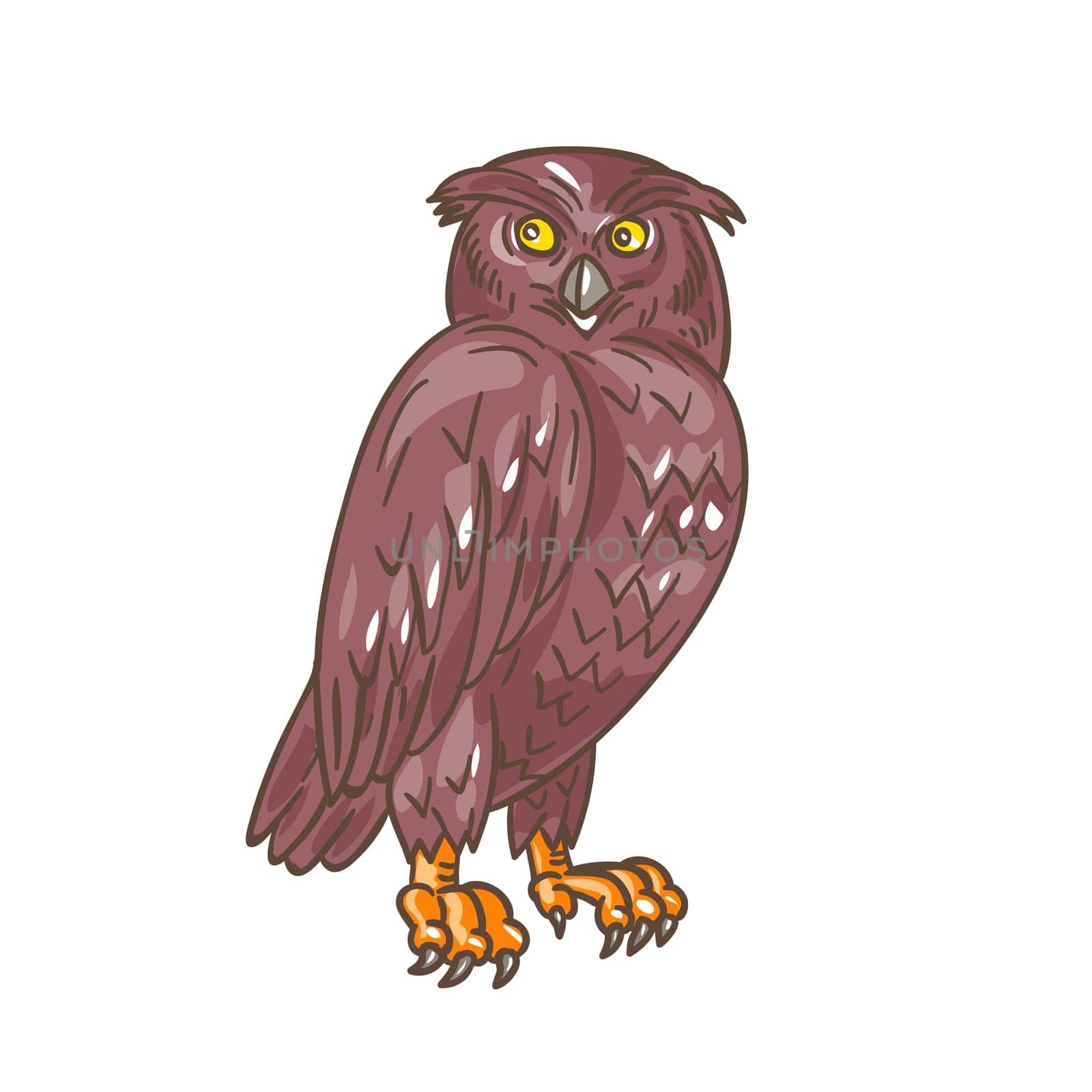 Drawing sketch style illustration of an owl standing observing looking to the side viewed from front set on isolated white background.