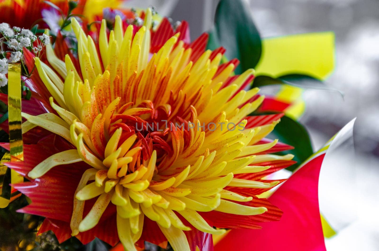 Chrysanthemum disbudded rare yellow red view, sort