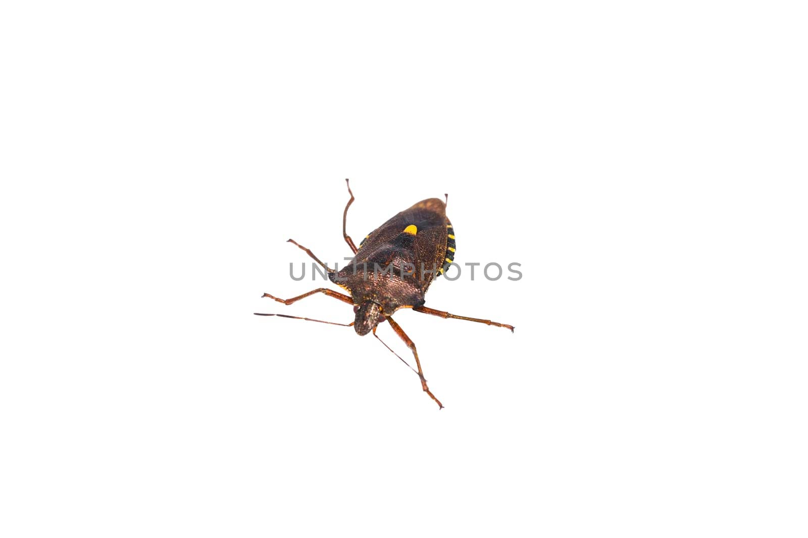 Red-legged tree bug lat. Pentatoma rufipes. It belongs to the family of tree bugs lat. Pentatomidae. .