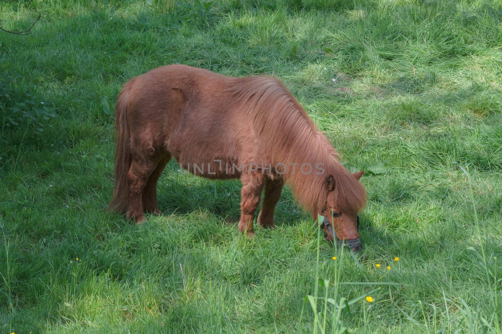 Beautiful brown pony on a pasture in summer..