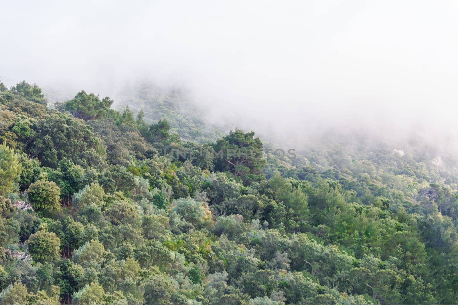 Wooded mountainside with low-lying cloud enveloped in fog a picturesque landscape view.