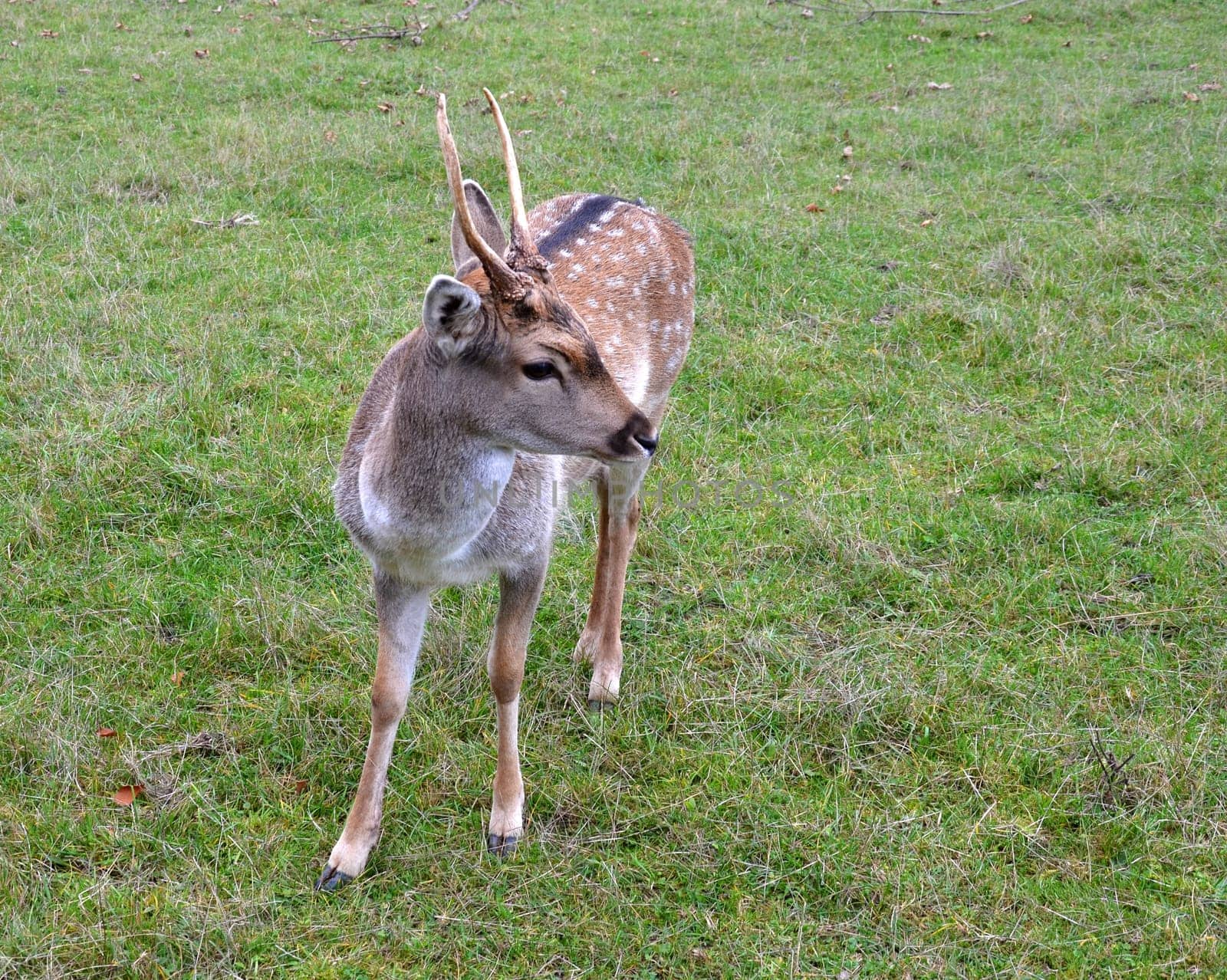 roebuck