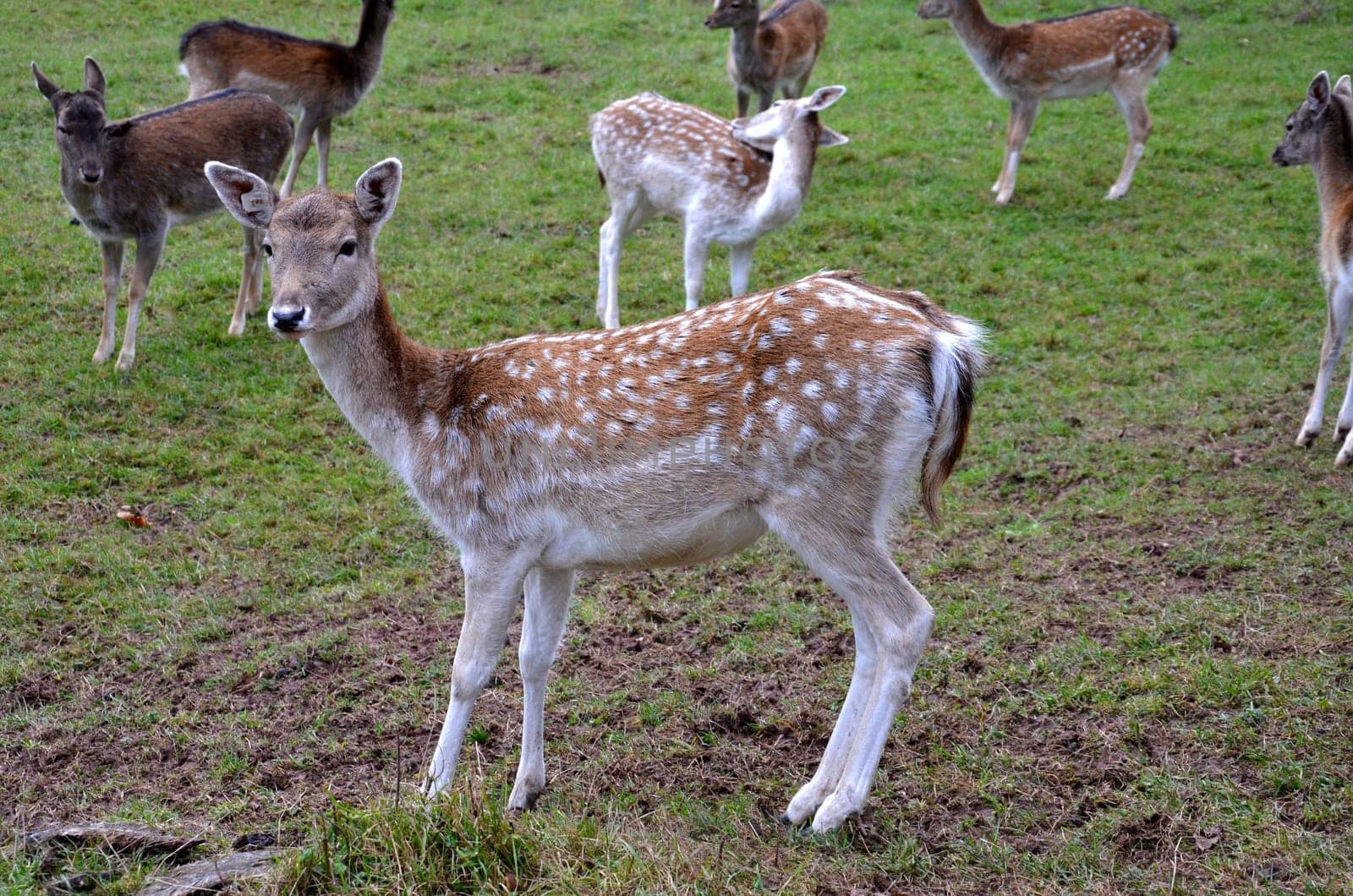 deer