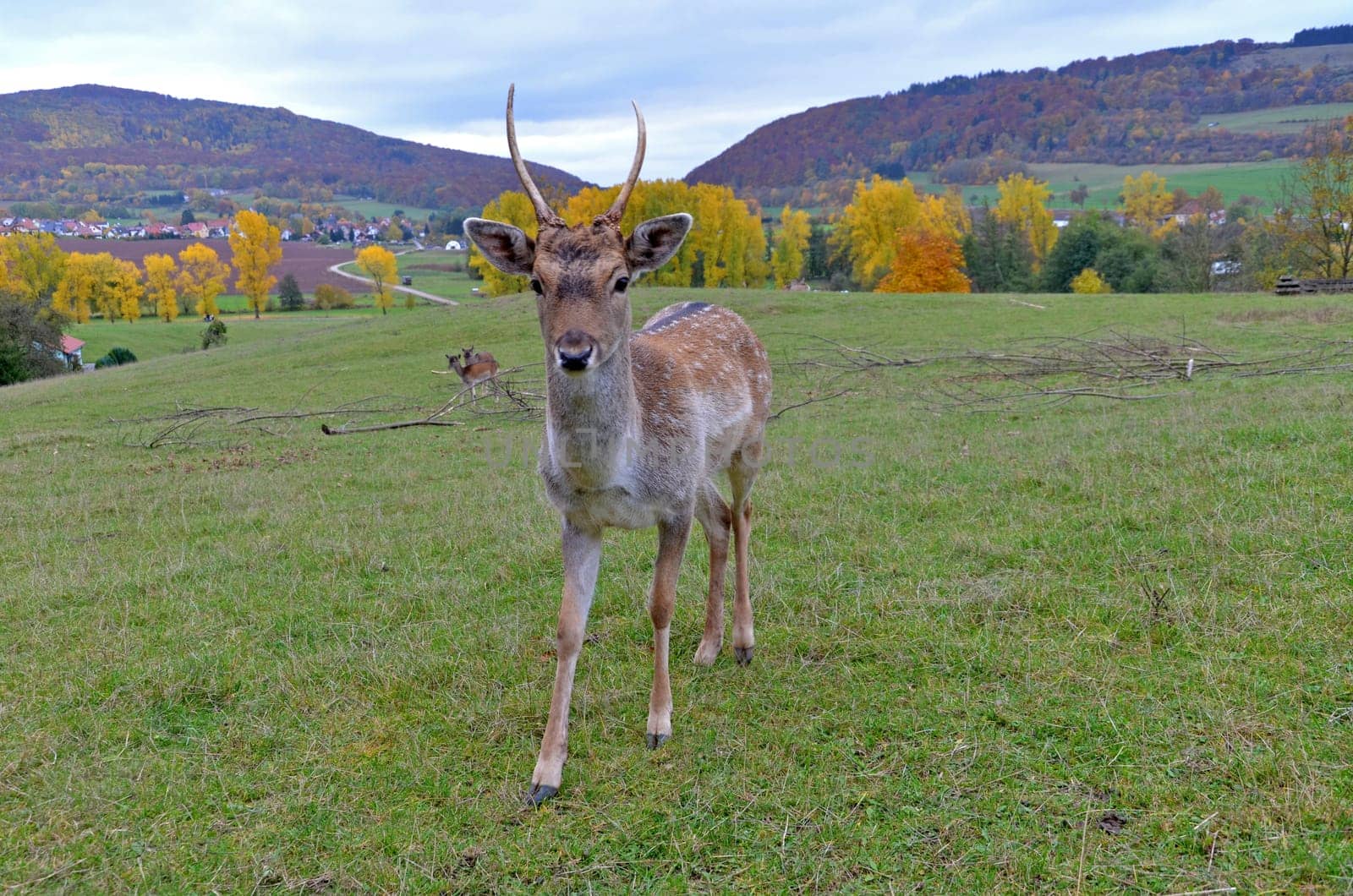roebuck