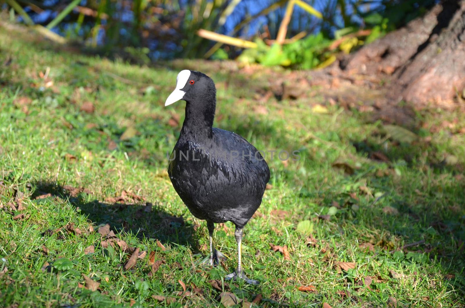 Eurasian Coot
