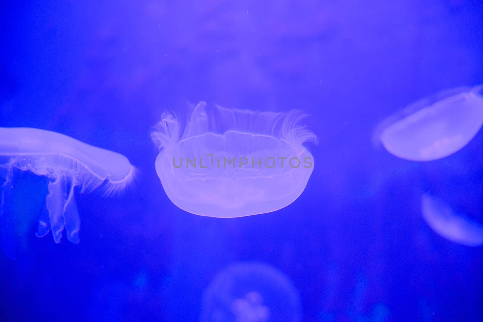 small jellyfish illuminated with blue light
